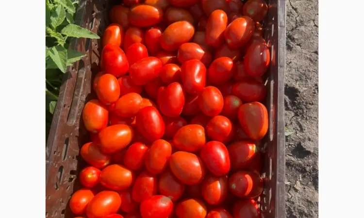 Продам помидор - фото № 1