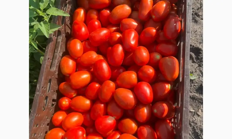 Продам помидор - фото № 2