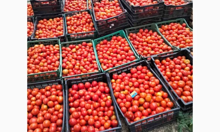 Помідор червоний круглий сегетей - фото № 1