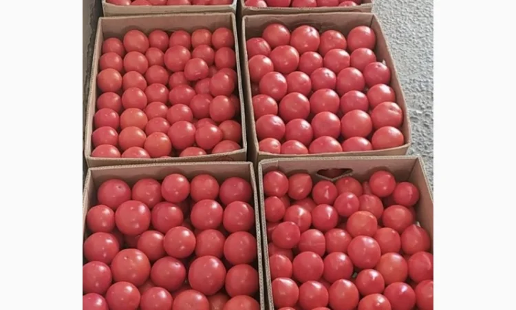 Продам помидор розовый 25 грн - фото № 1