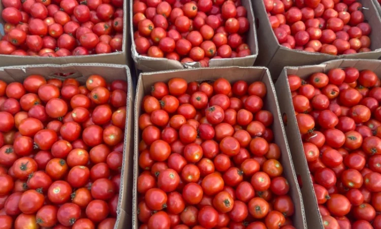 Продам полевой помидор - фото № 1