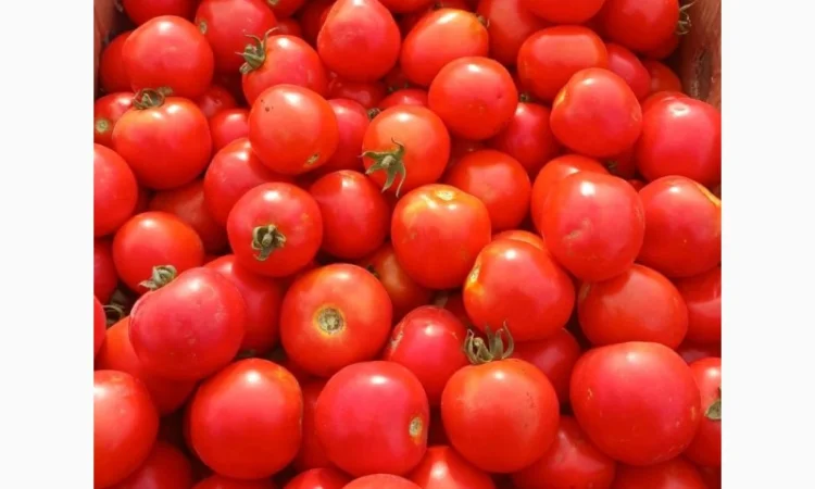 Продам полевой помидор 20 грн - фото № 1