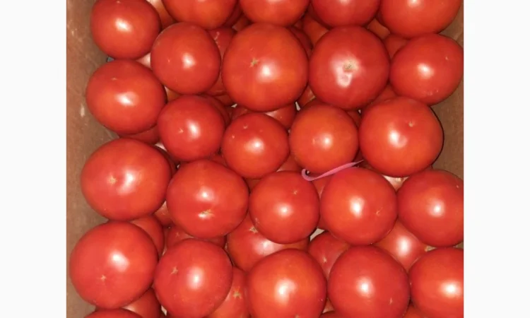 Продам розовый помидор - фото № 1