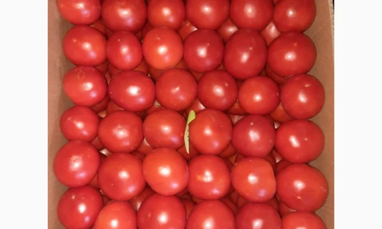 Продам розовый помидор - фото № 3