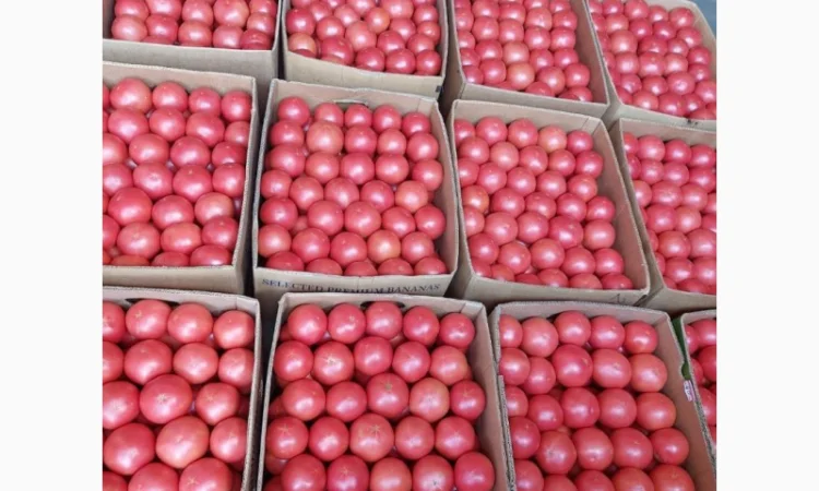 Продам розовый помидор - фото № 4