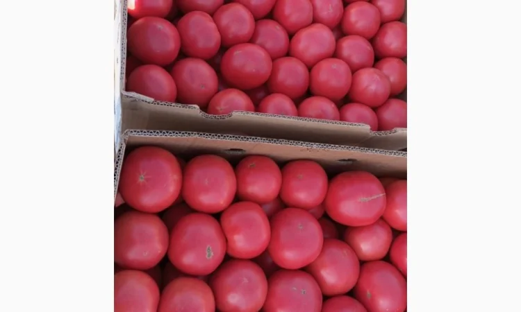 Продам розовый помидор опт - фото № 1