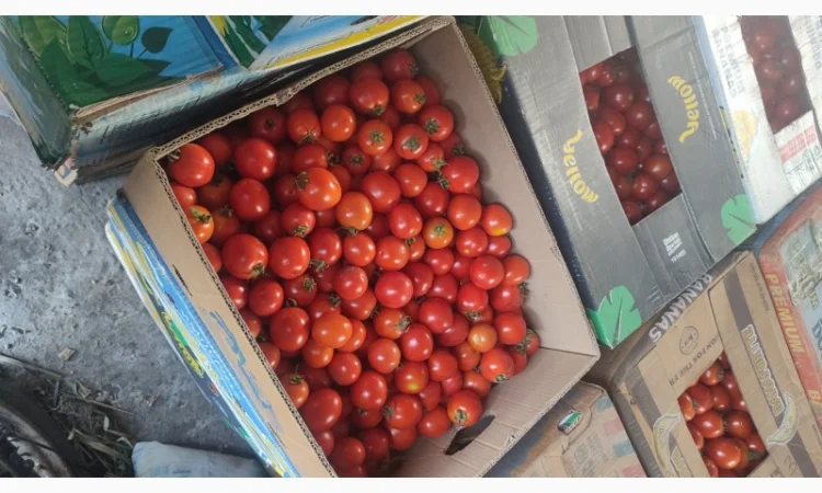 Продам помідор сливка - фото № 2