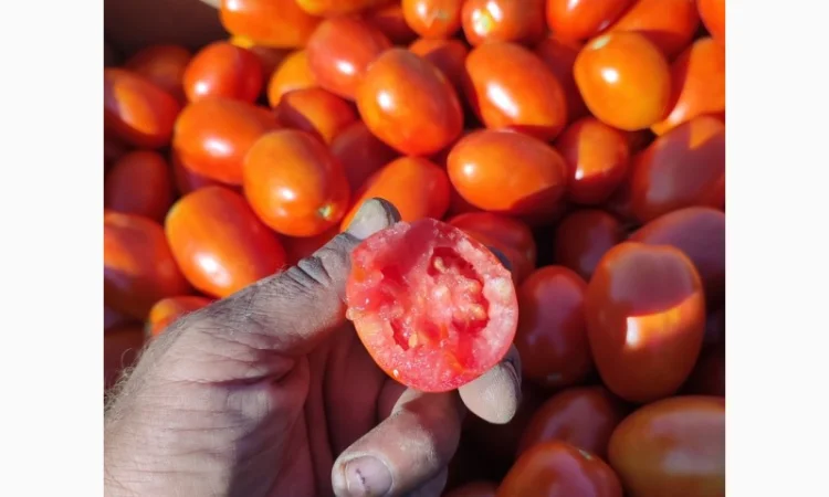 Продам помідор сливка - фото № 3