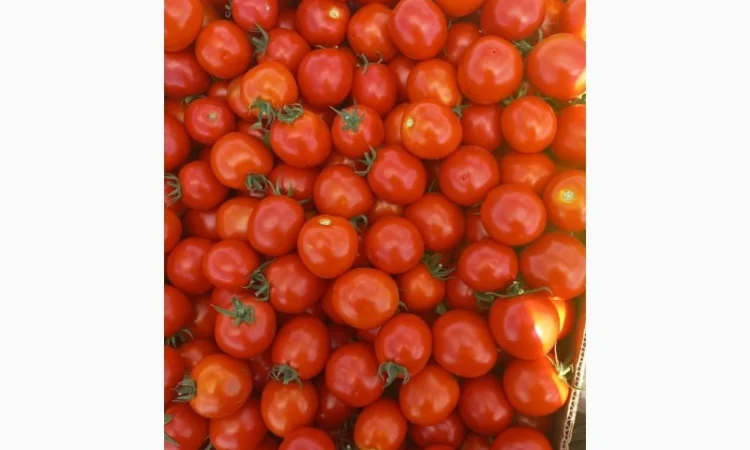 Продам помідор Асвон - фото № 1