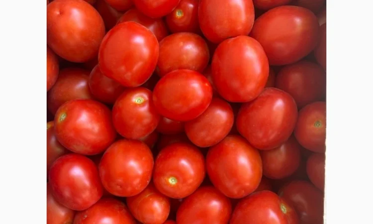 Продам помідори Слівка, сорт Фабер - фото № 1