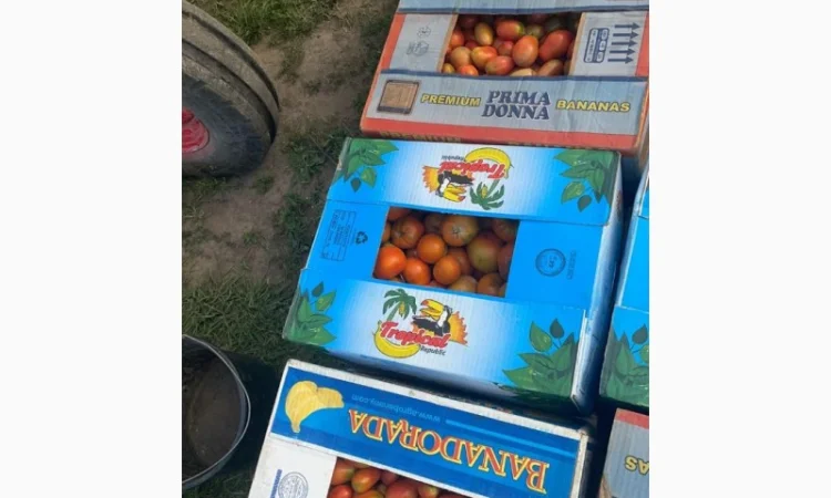 Продам помідор з поля - фото № 1