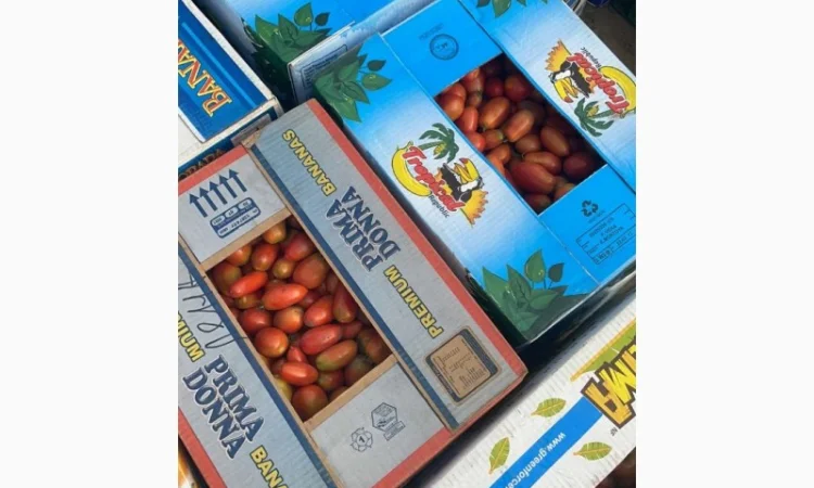 Продам помідор з поля - фото № 2