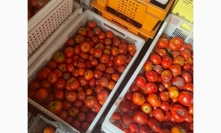 Продам помідор з поля - фото № 3