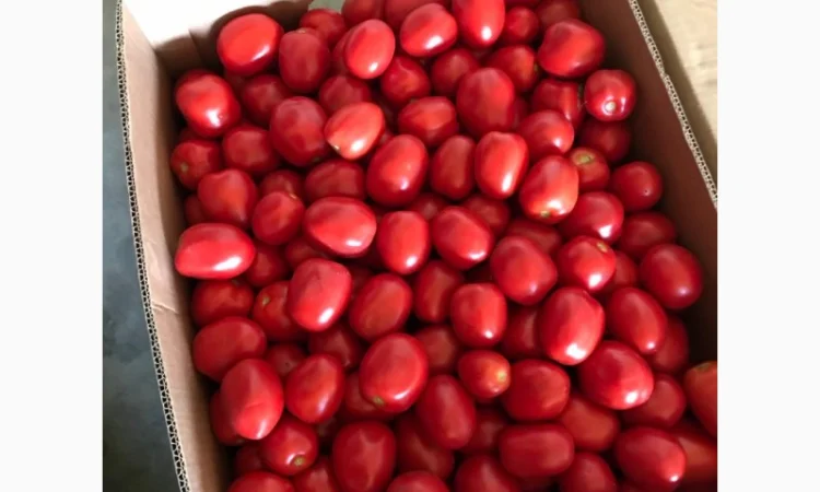 Продам помідор сливку Пʼєтра Росса - фото № 1