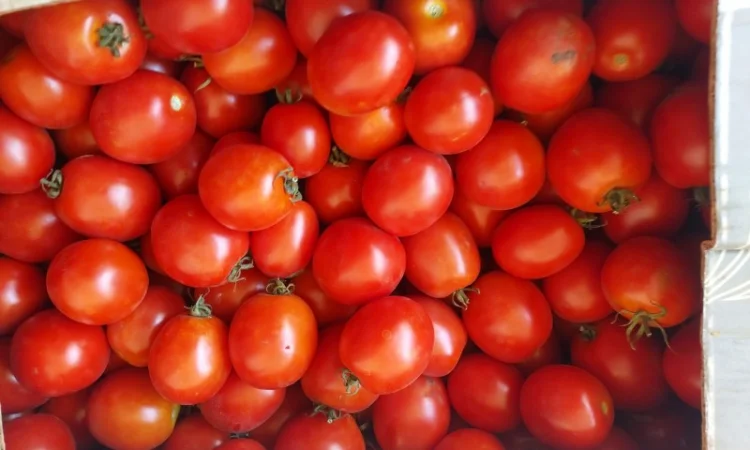 Продам помідор польовий - фото № 1