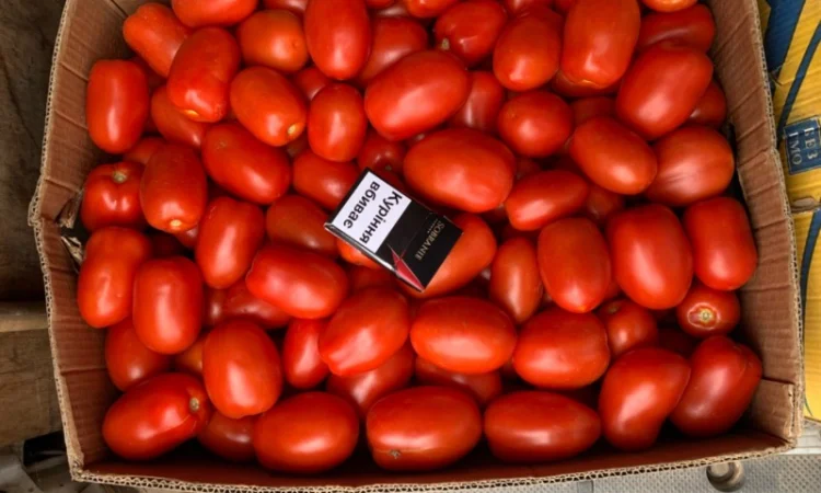 Помідор опт - фото № 1