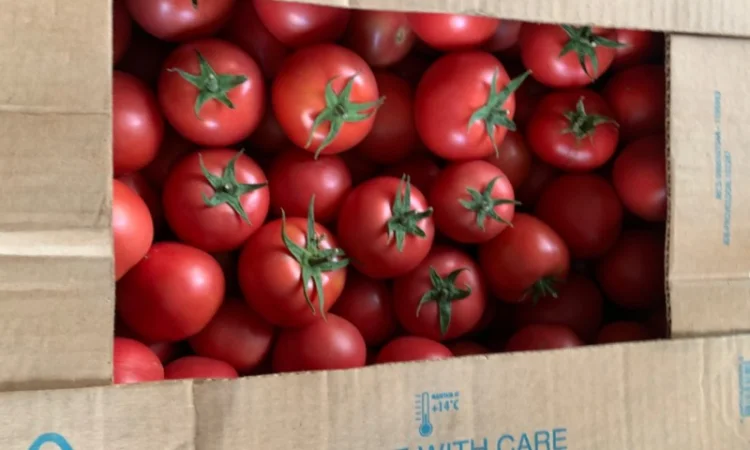 Помідор опт - фото № 3