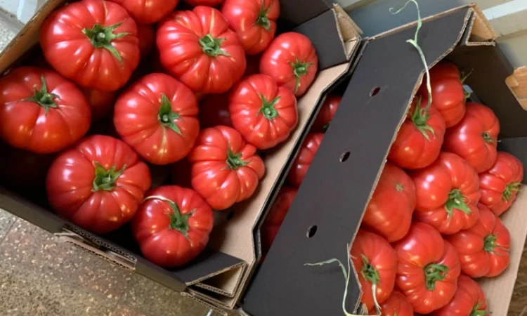 Продам рожевий тепличний помідор - фото № 1