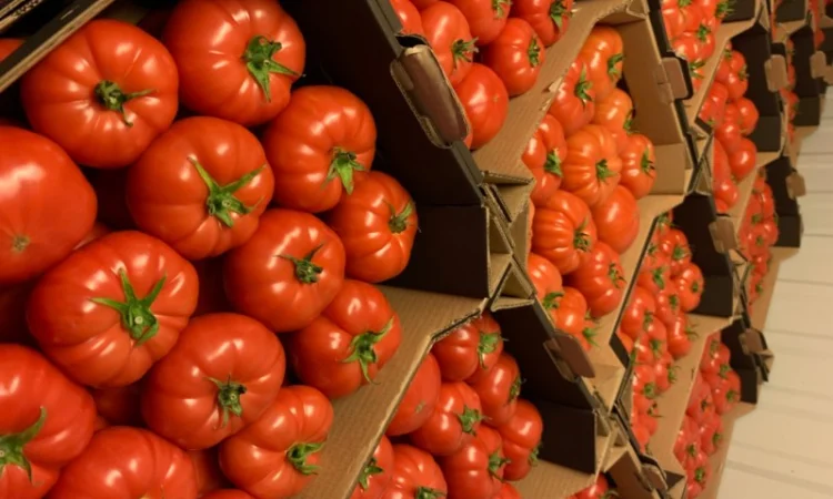 Продам рожевий тепличний помідор - фото № 2