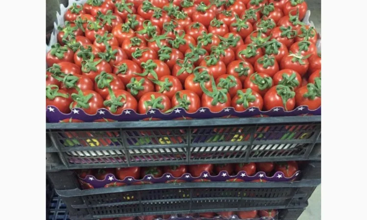 Помидор kokteyl - фото № 1