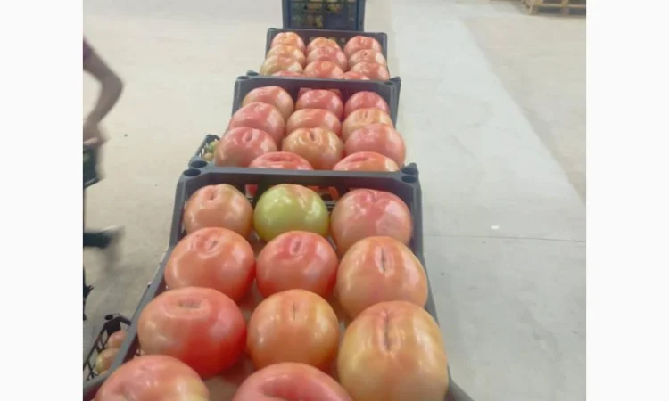 Предлагаем Томат - фото № 1