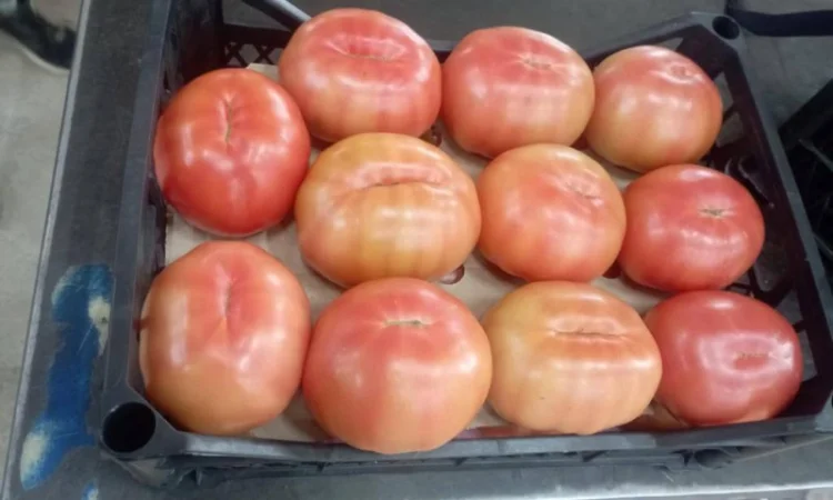 Предлагаем Томат - фото № 2