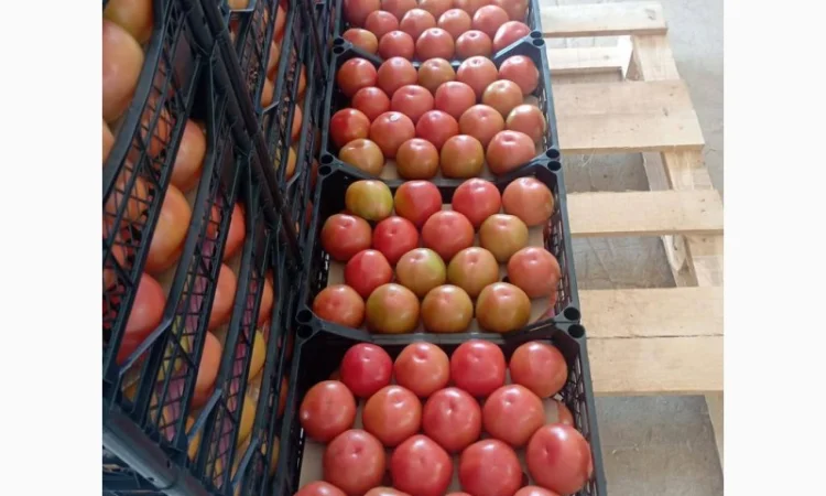 Предлагаем Томат - фото № 3