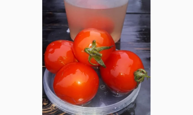 Продам помидор - фото № 1