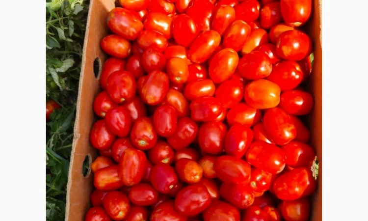 Продам помидоры - фото № 1