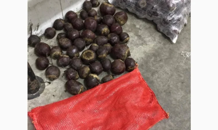 Буряк молодий, оптова продажа - фото № 1