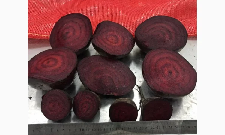 Буряк молодий, оптова продажа - фото № 2