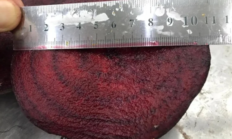 Буряк молодий, оптова продажа - фото № 3