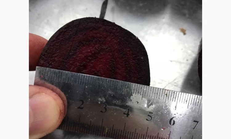 Буряк молодий, оптова продажа - фото № 5