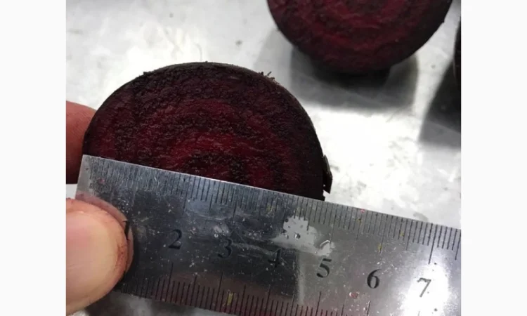 Буряк молодий, оптова продажа - фото № 6