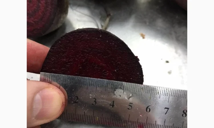 Буряк молодий, оптова продажа - фото № 7