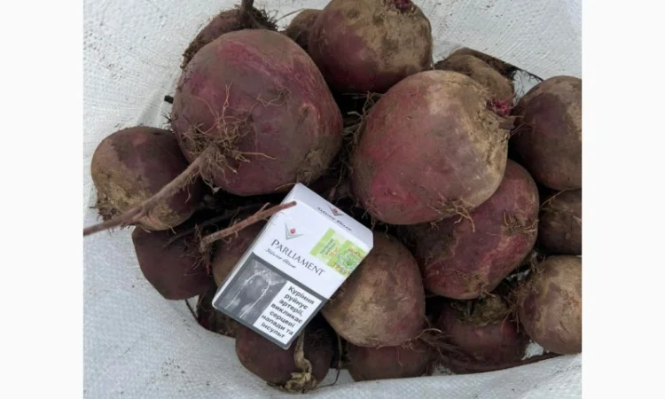 Куплю Буряк оптом для супермаркетів - фото № 2