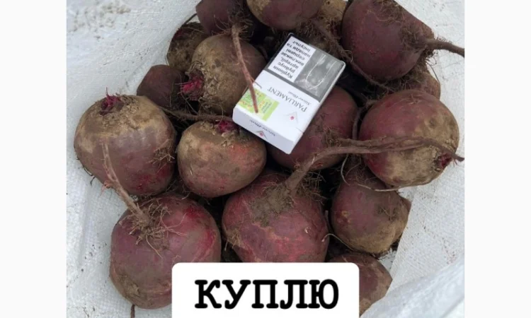 Куплю Буряк оптом для супермаркетів - фото № 1