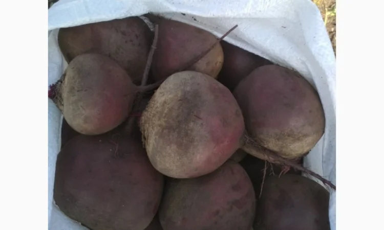 Куплю Буряк оптом для супермаркетів - фото № 3