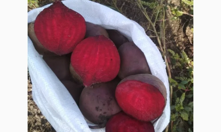 Куплю Буряк оптом для супермаркетів - фото № 4