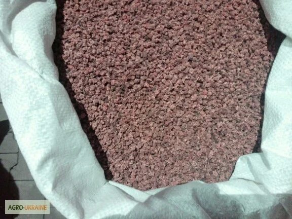 Семена столового Буряка Опольский на продажу - фото № 1