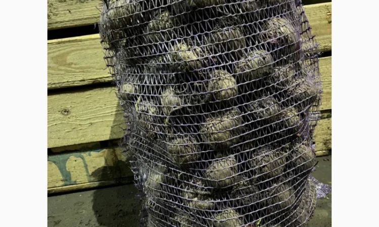 Свекла на продажу - фото № 1