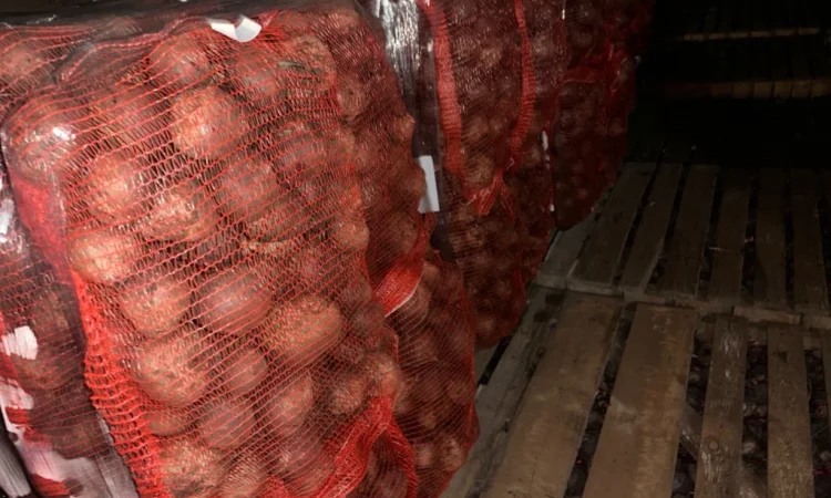 Продаю буряк оптом - фото № 1