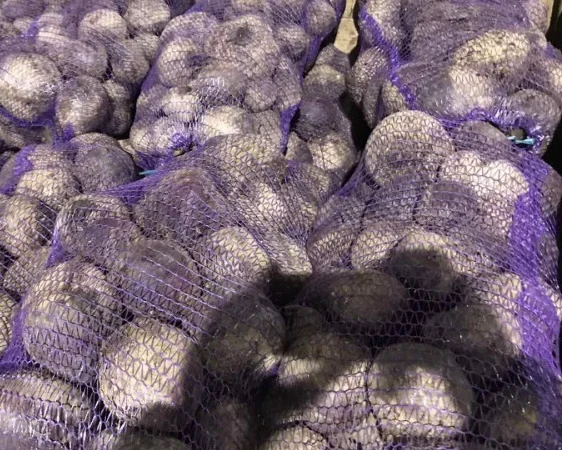 Закупка свеклы оптом в Киеве - фото № 1