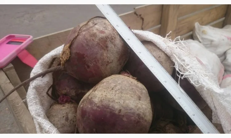 Продаж буряків оптом - фото № 1