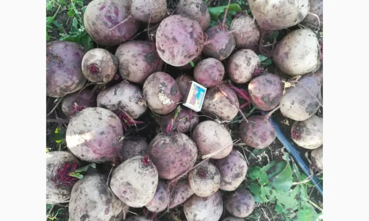 Товарні буряки сорту Зеппо оптом - фото № 1