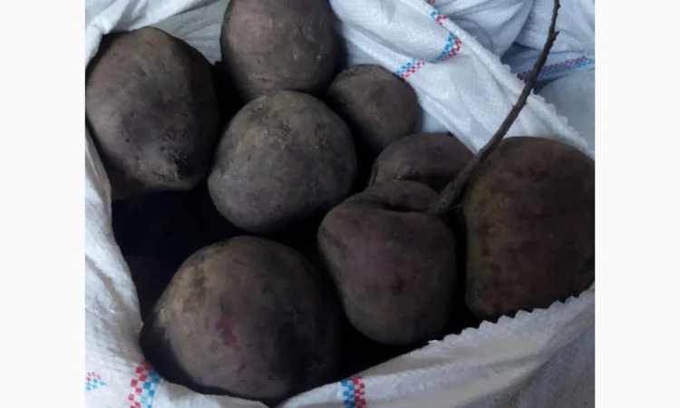 Продаю буряк столовий - фото № 2