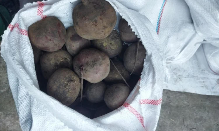 Продаю буряк столовий - фото № 4