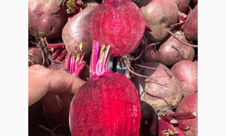 Свіжа свекла від українського виробника - фото № 1