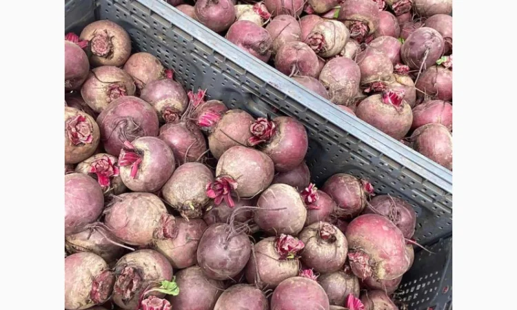 Свіжа свекла від українського виробника - фото № 2