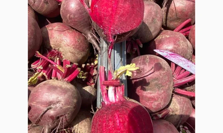 Свіжа свекла від українського виробника - фото № 3